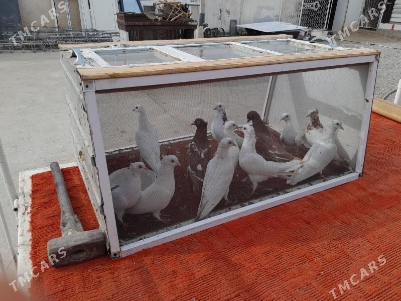 kepderi - Bäherden - img 4