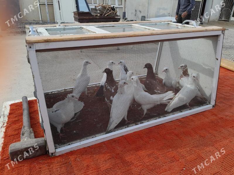 kepderi - Bäherden - img 3