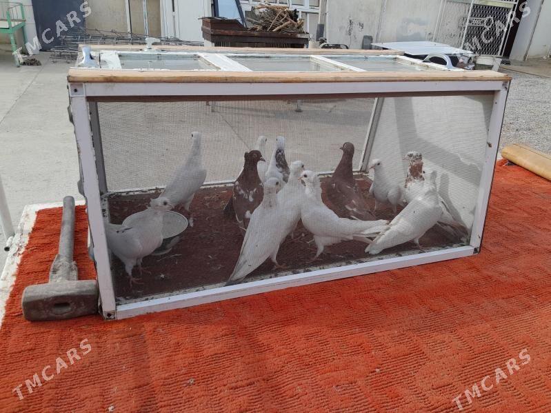 kepderi - Bäherden - img 2