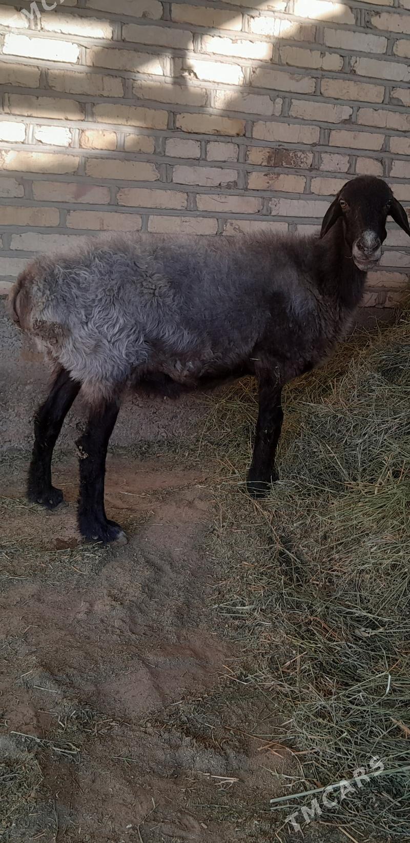 goyun - Бабадайхан - img 2