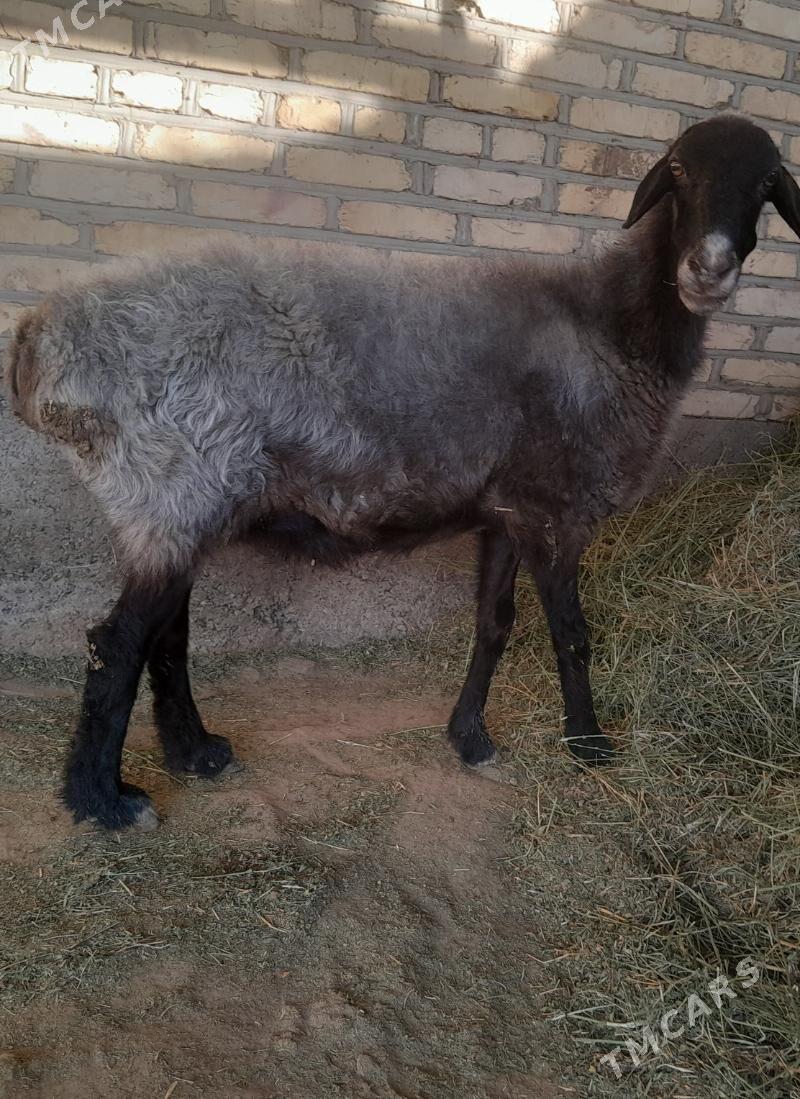 goyun - Бабадайхан - img 1