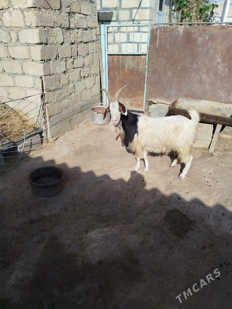 Geçi - Gumdag - img 1