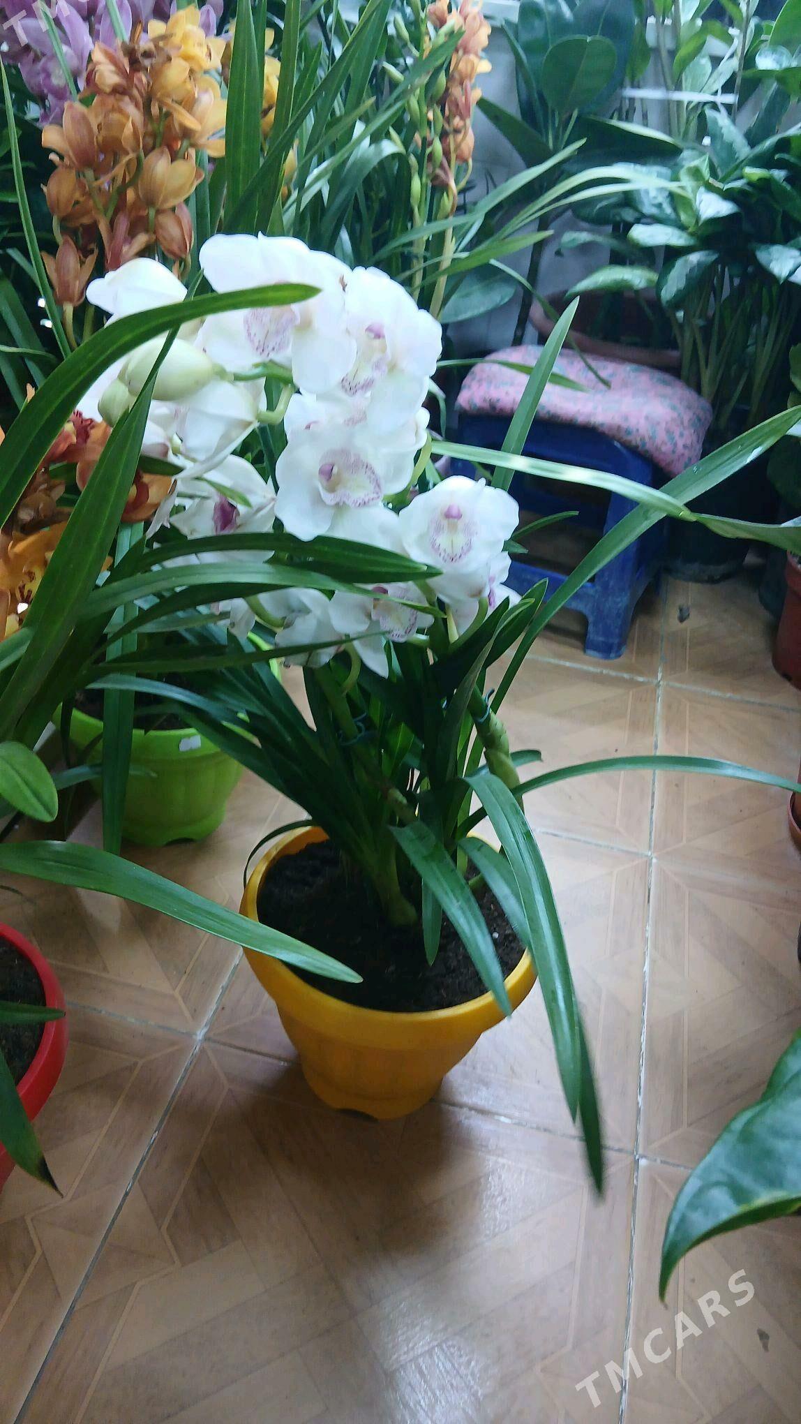 gul magazyn - 10 mkr - img 1