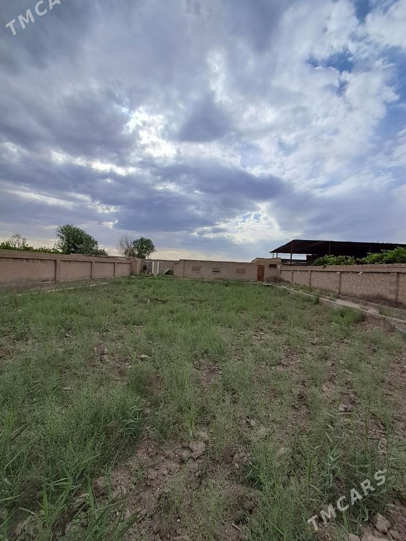 Çapaýew kalhoz - Туркменабат - img 4