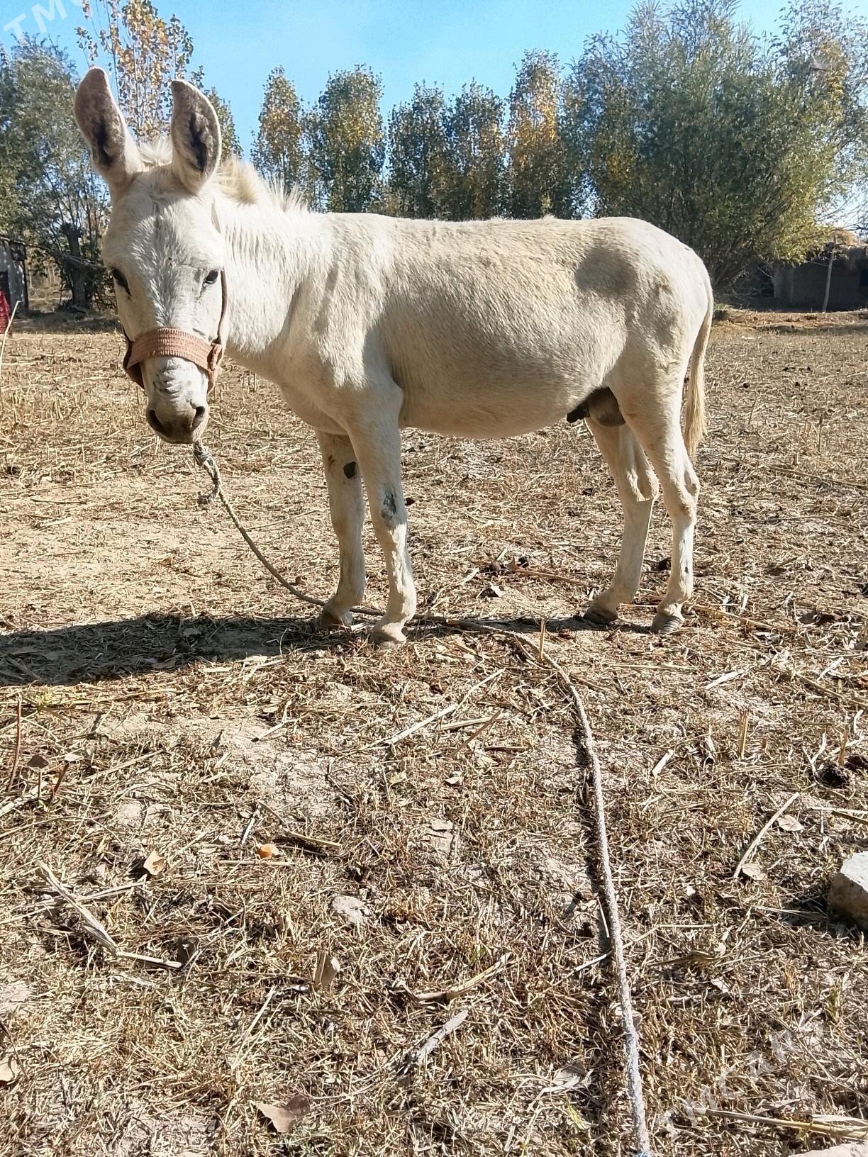 esek - Губадаг - img 4