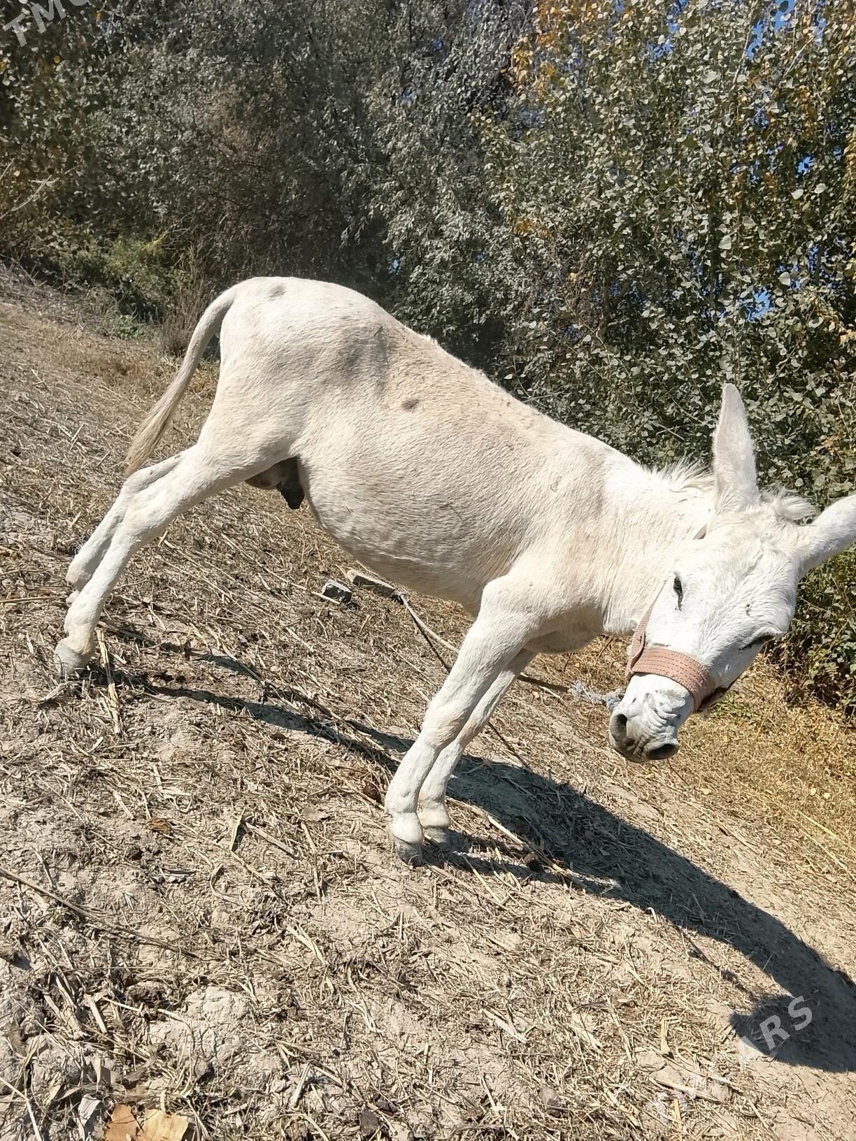 esek - Губадаг - img 1