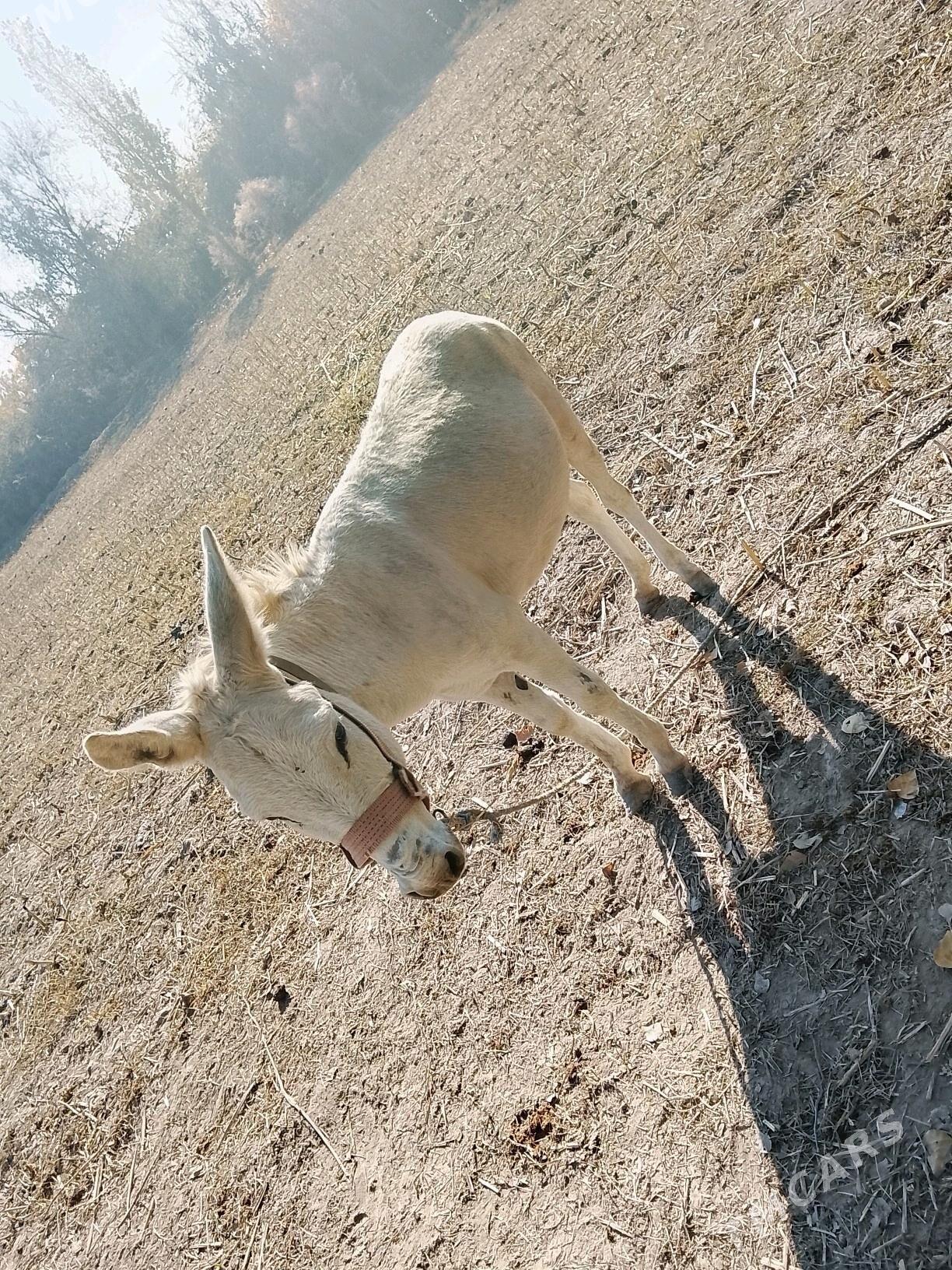 esek - Губадаг - img 3