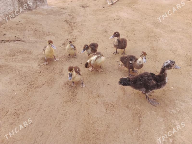 ördek - Türkmenbaşy - img 3