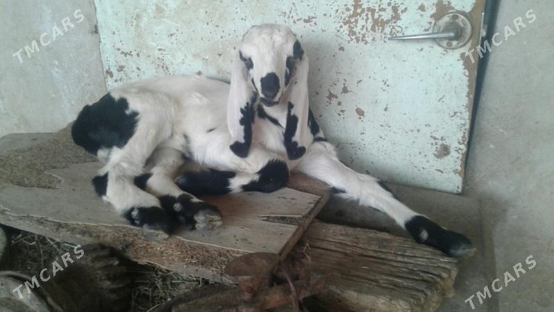 Пакистане овлажык - Kerki - img 1