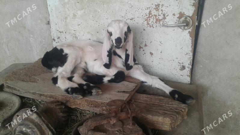 Пакистане овлажык - Kerki - img 2