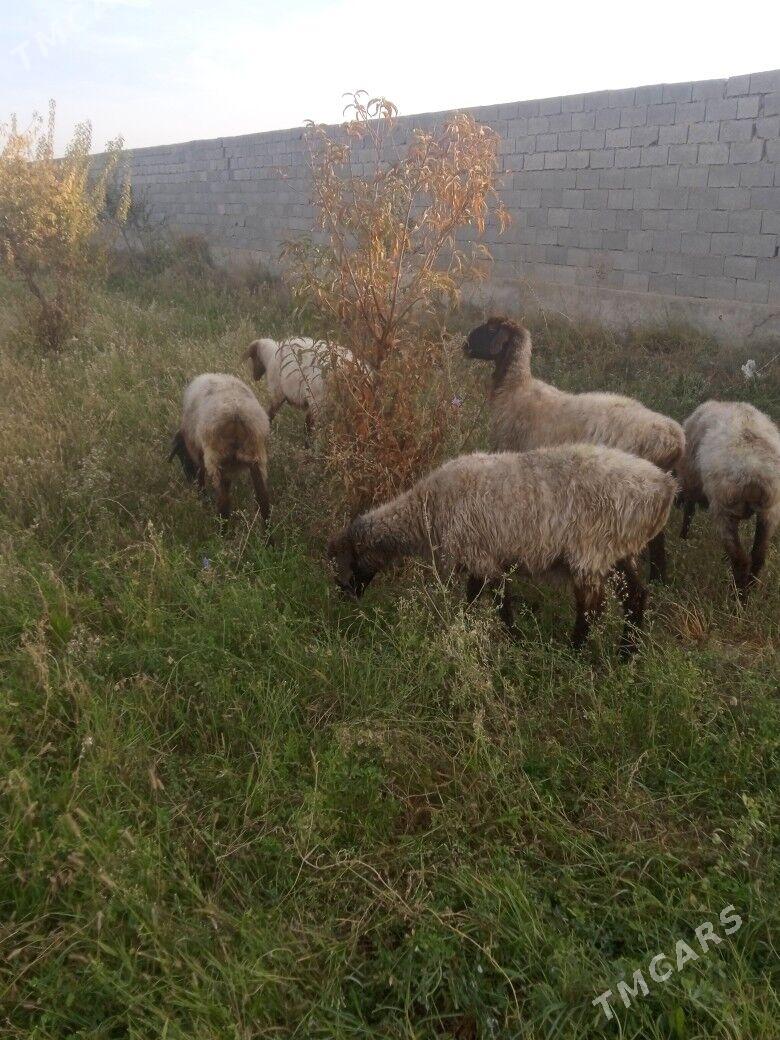 goýun - Bäherden - img 2