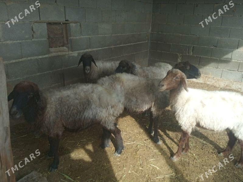 goýun - Bäherden - img 4