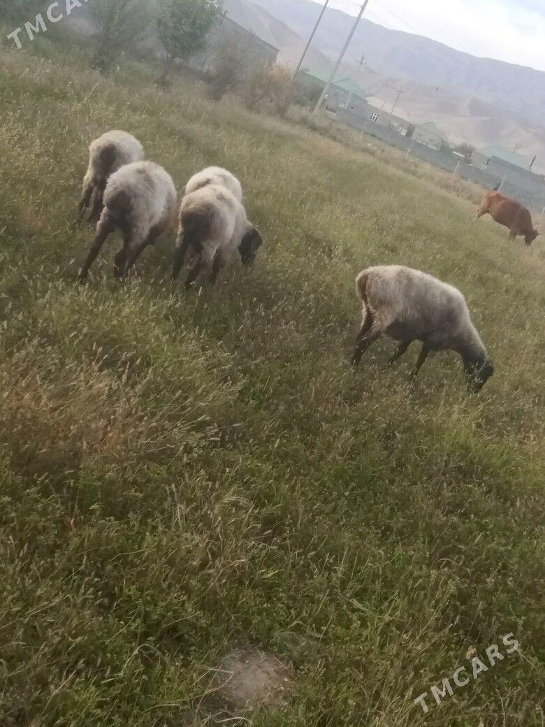 goýun - Bäherden - img 3