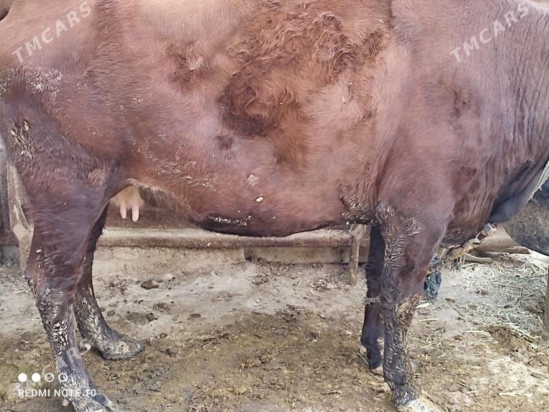 Sygyr - Берекет - img 2