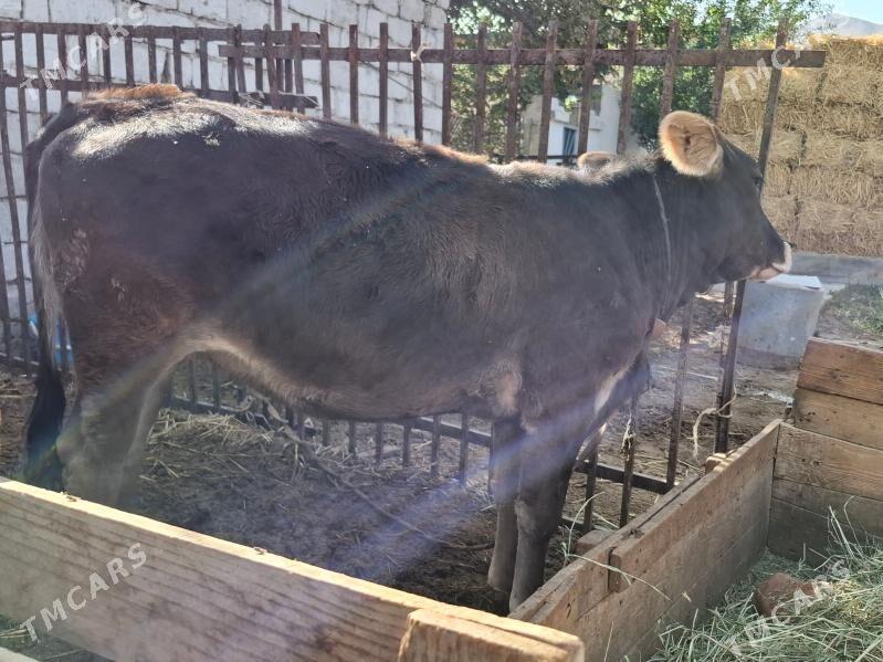 Tuwe - Багир - img 2