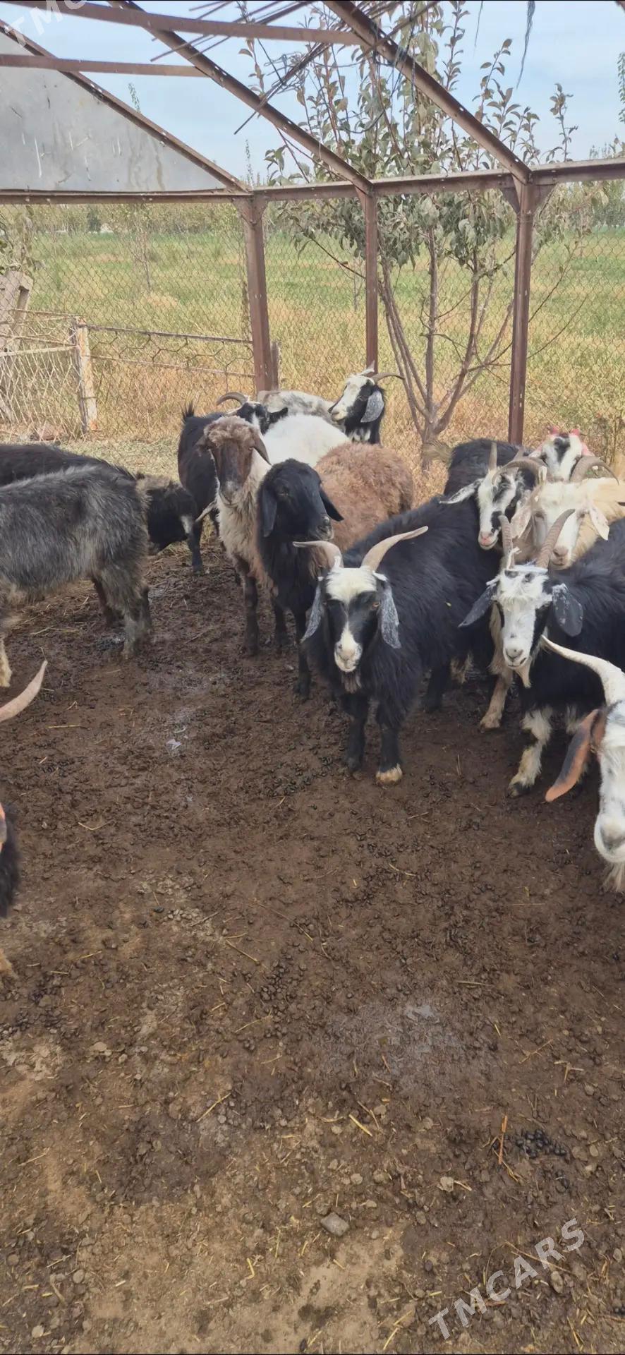 dog we goyun - Bäherden - img 1