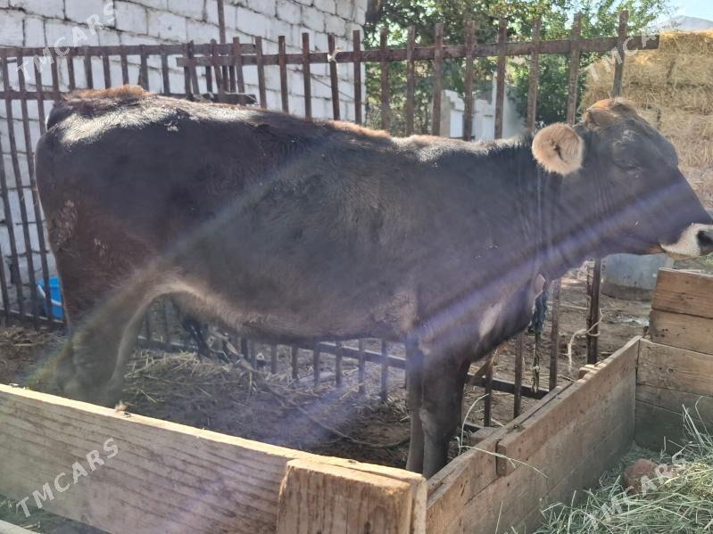 Tuwe - Багир - img 3