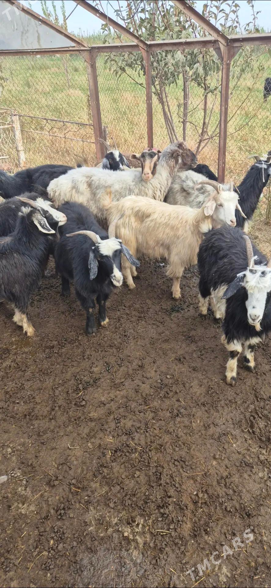 dog we goyun - Bäherden - img 2