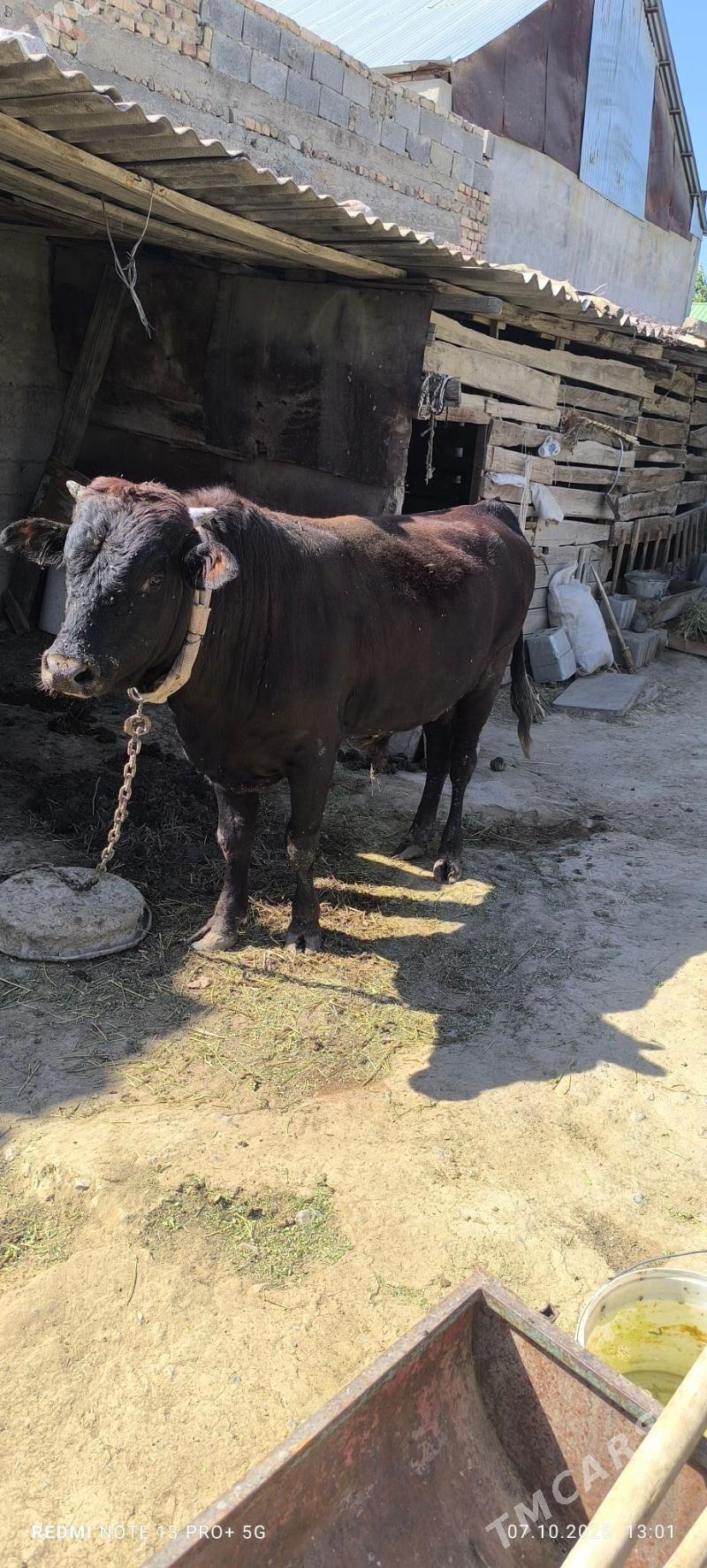 OKUZ - Гёкдепе - img 2