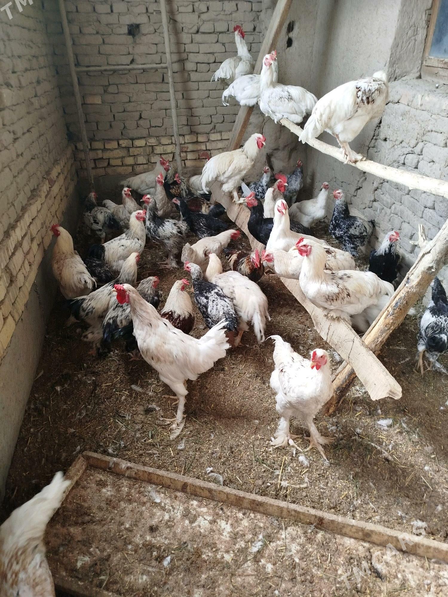 Brama Horaz Towuk juyje - Дашогуз - img 4
