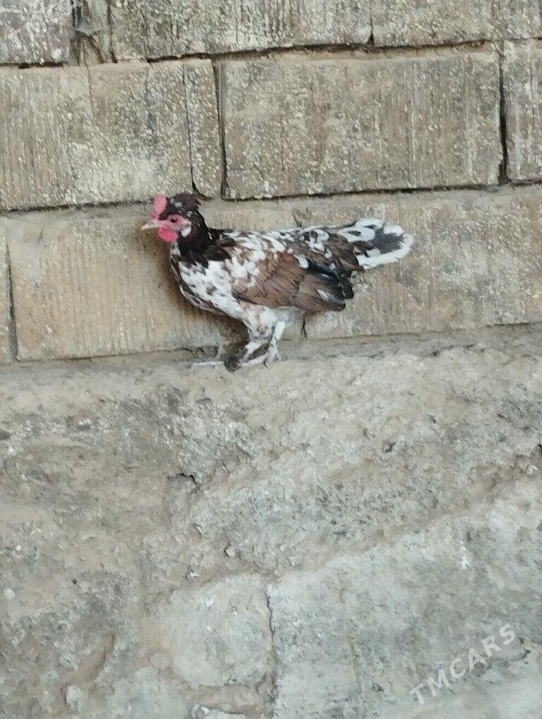 karlik - Garadamak Şor - img 3