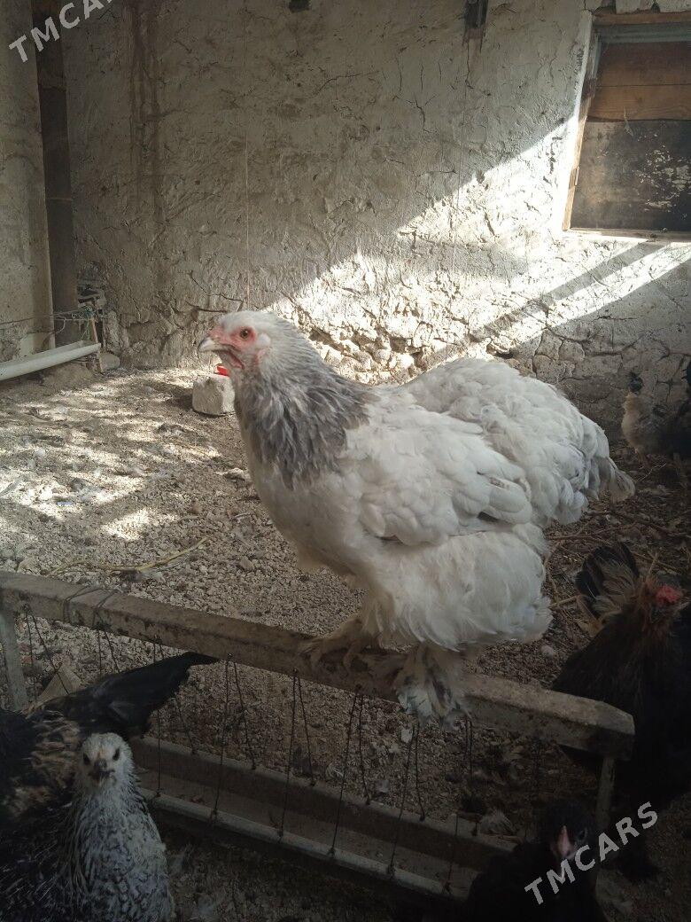 arginal brama - Balkanabat - img 3