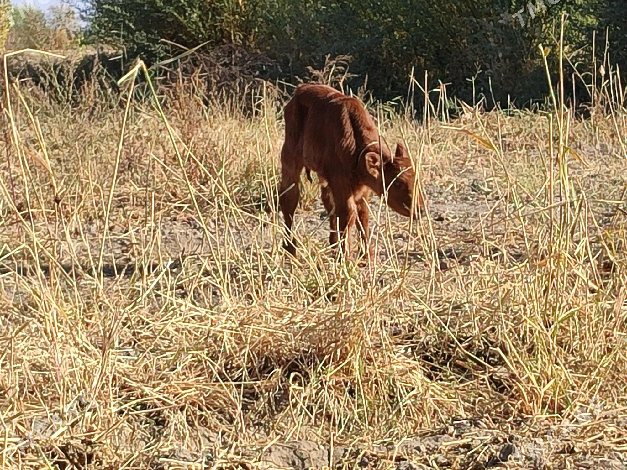 goleli sygyr - Губадаг - img 2