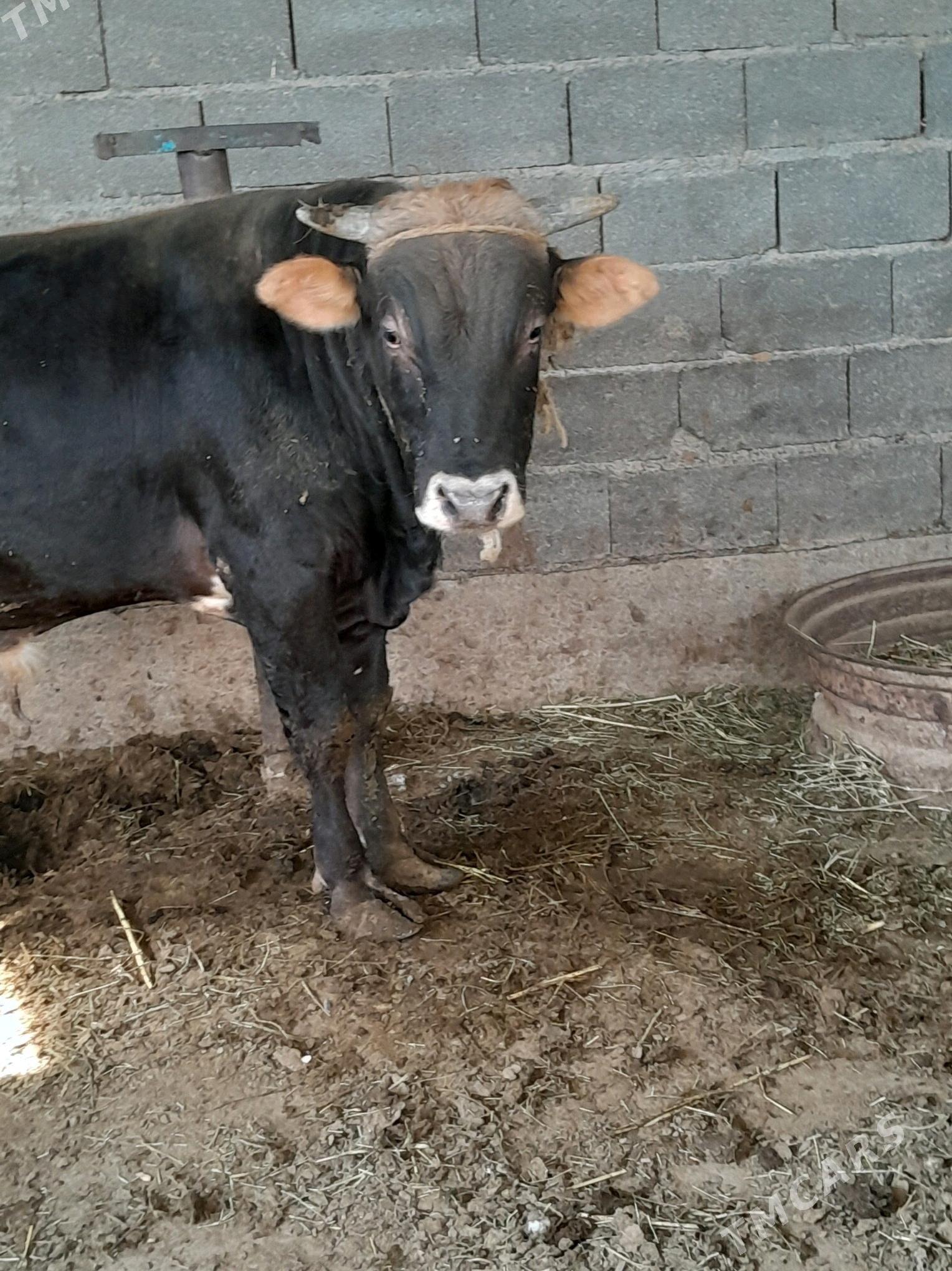 Öküz - Ак-Бугдайский этрап - img 1