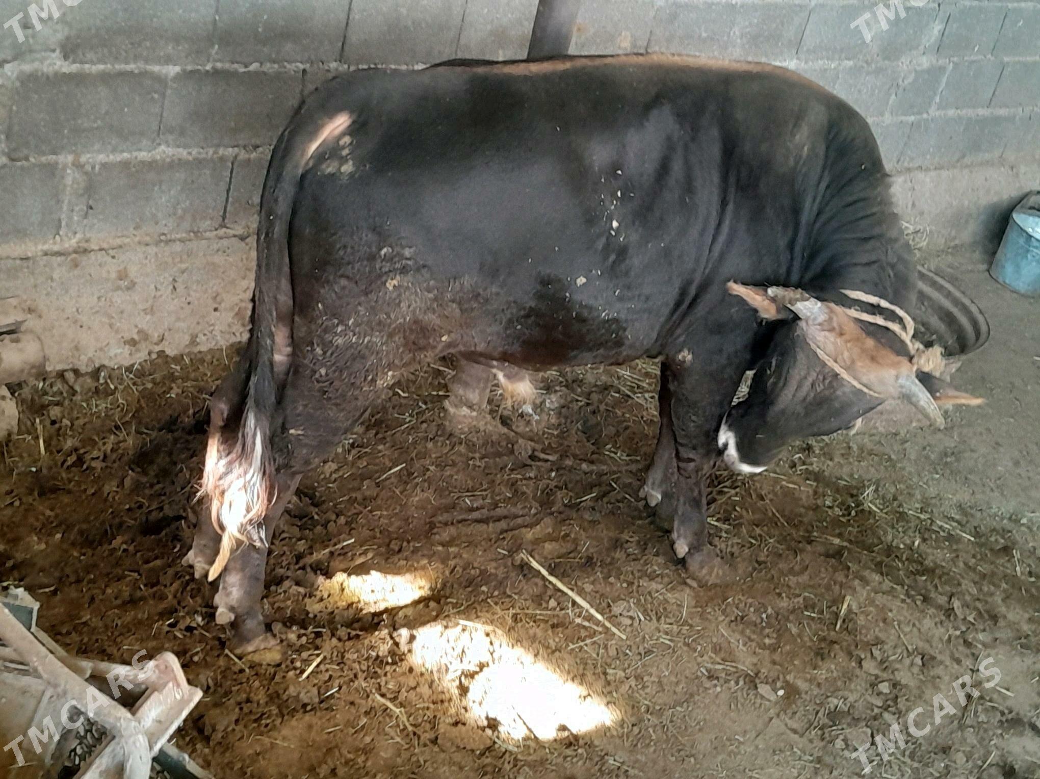 Öküz - Ак-Бугдайский этрап - img 3