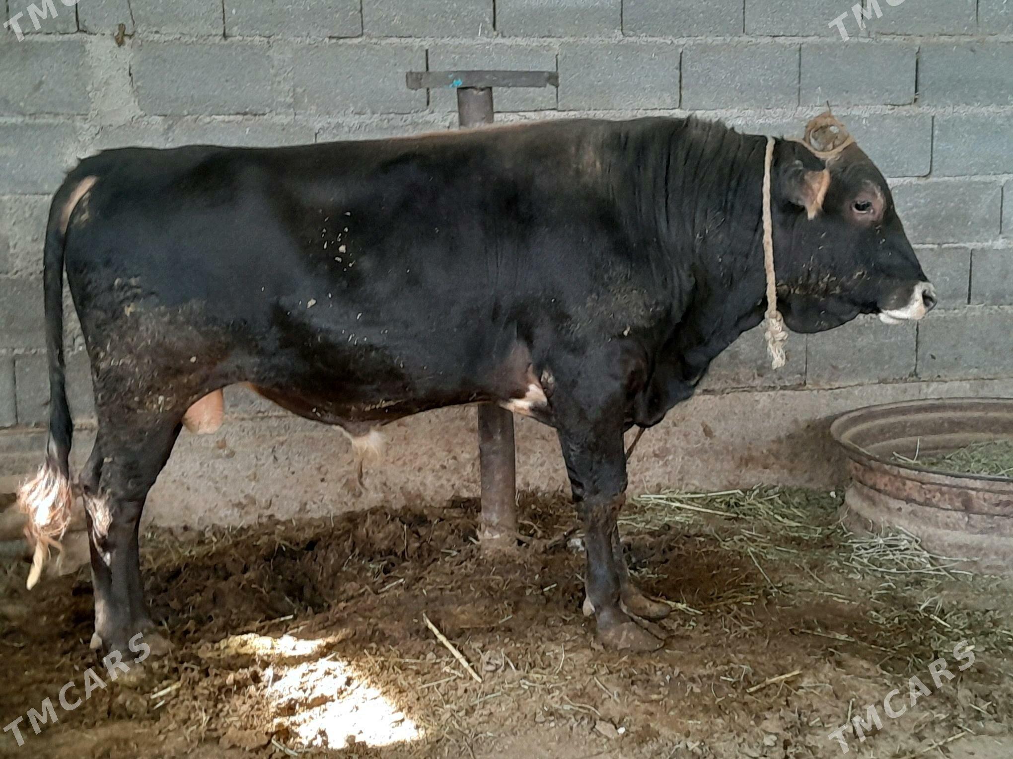 Öküz - Ак-Бугдайский этрап - img 4