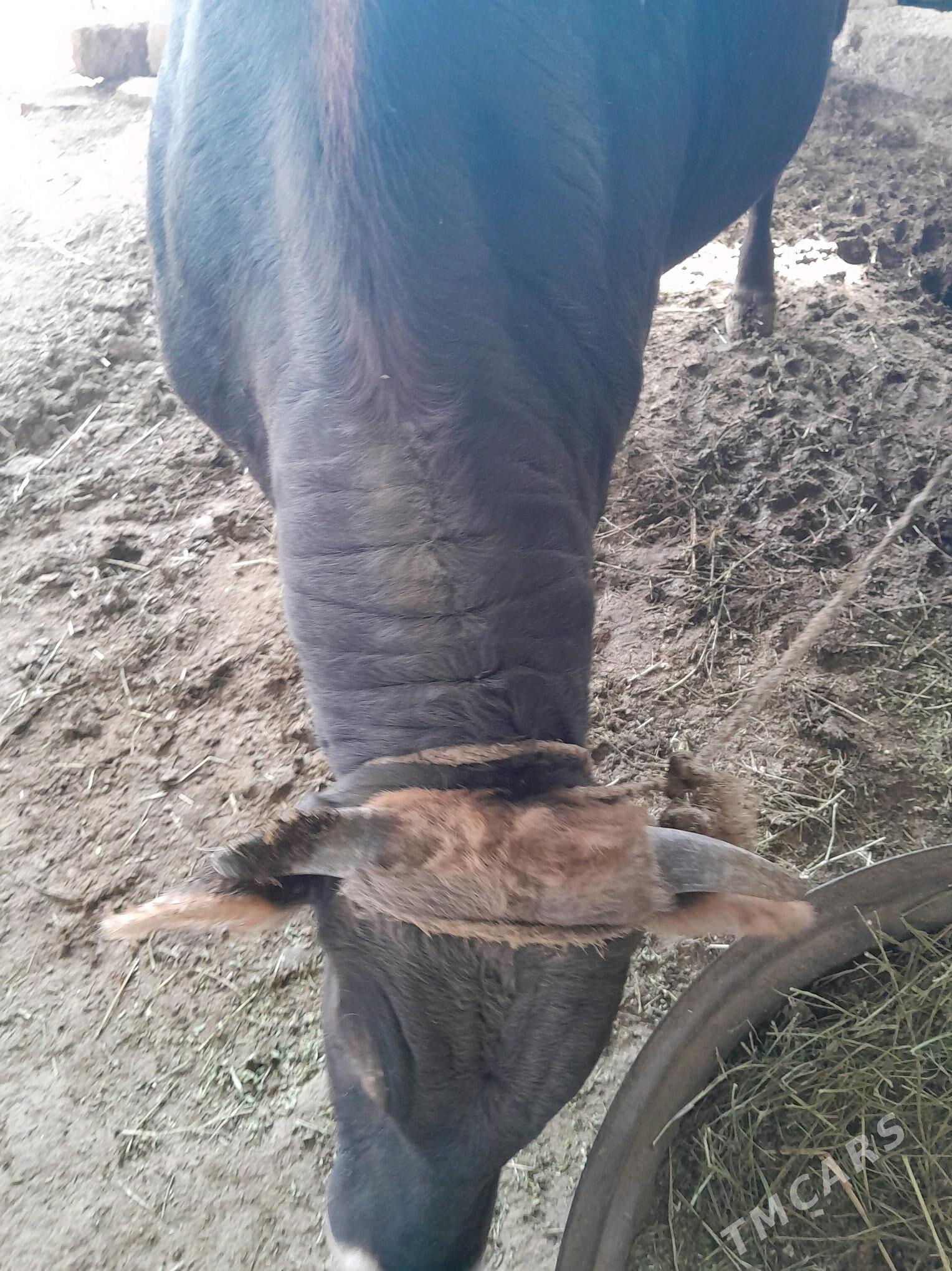 Öküz - Ак-Бугдайский этрап - img 2