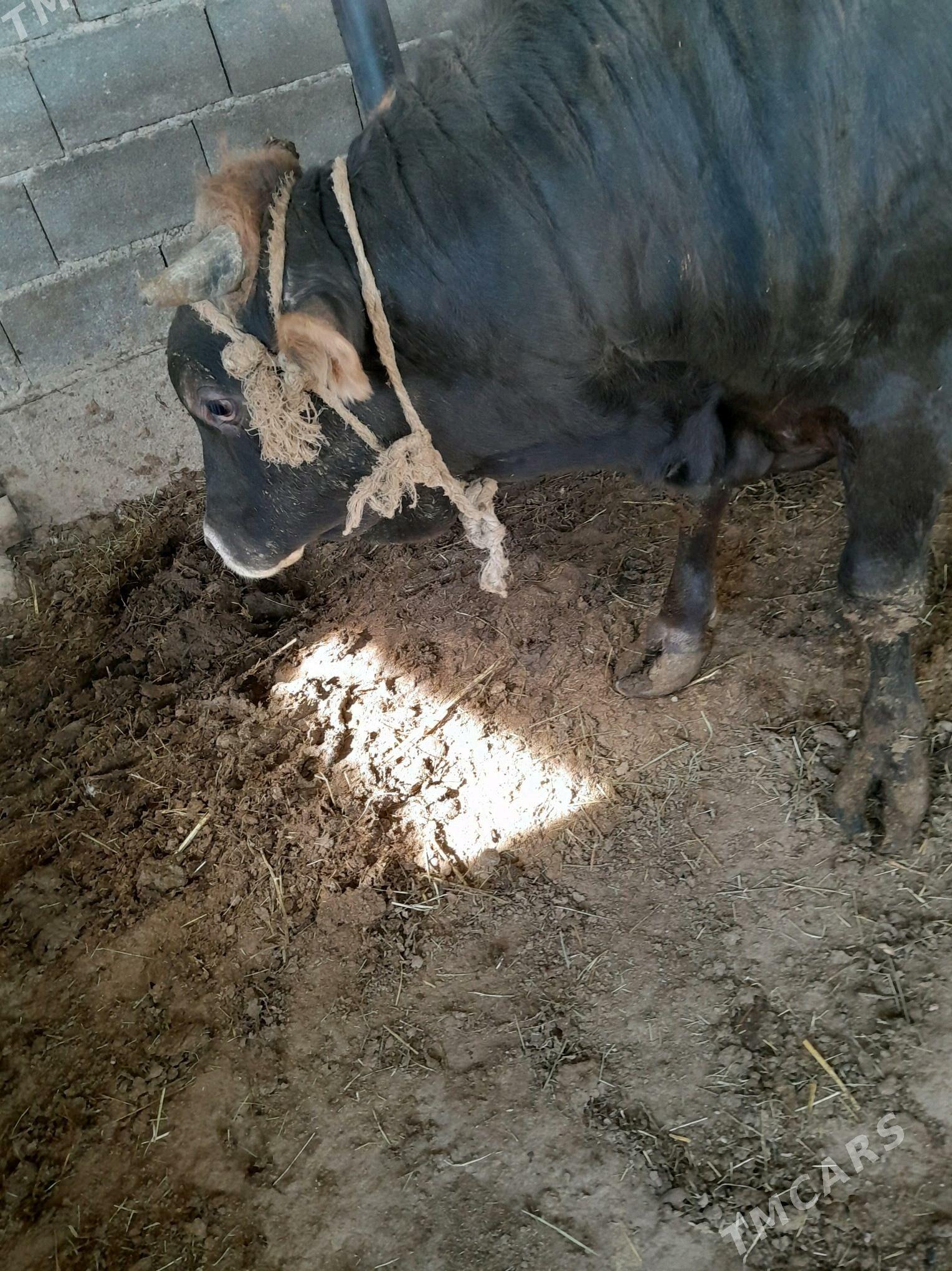 Öküz - Ак-Бугдайский этрап - img 5