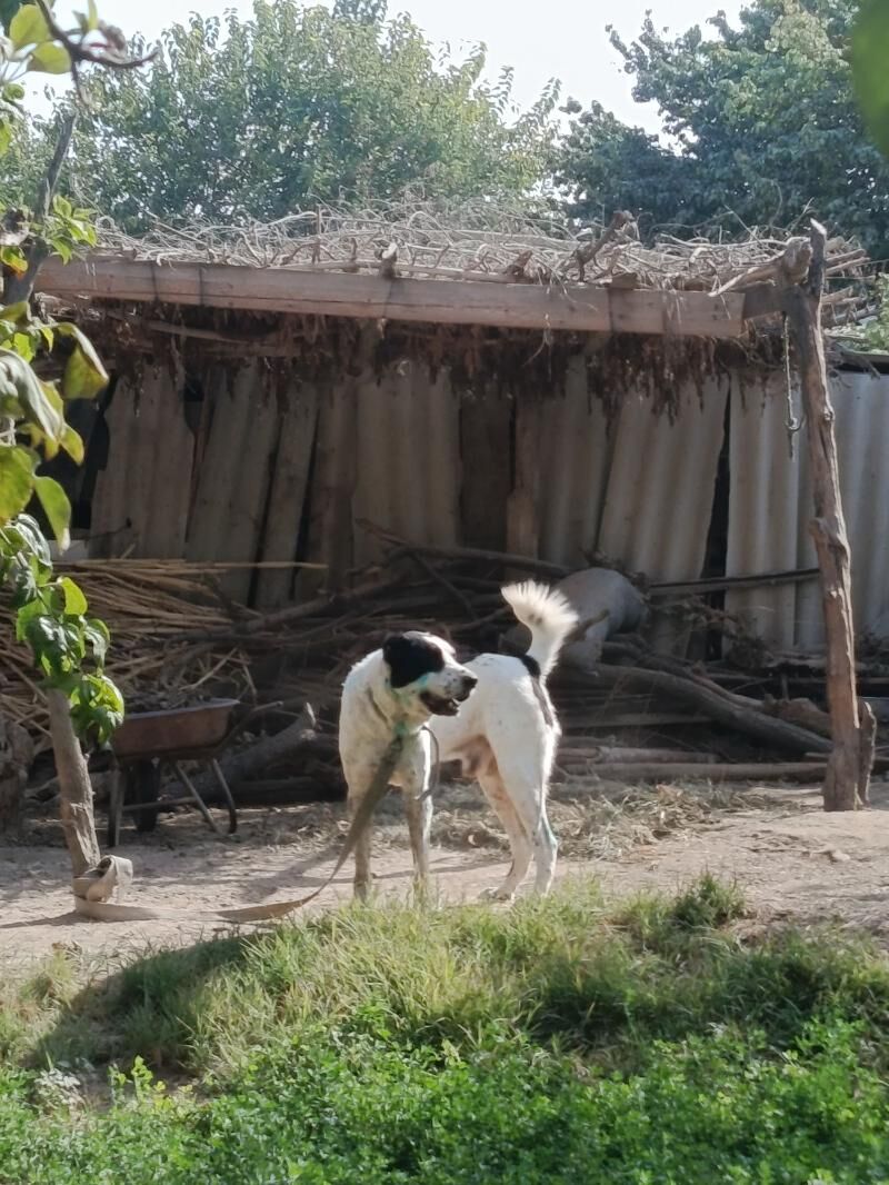 Türkmen alabay - Сакарчага - img 4