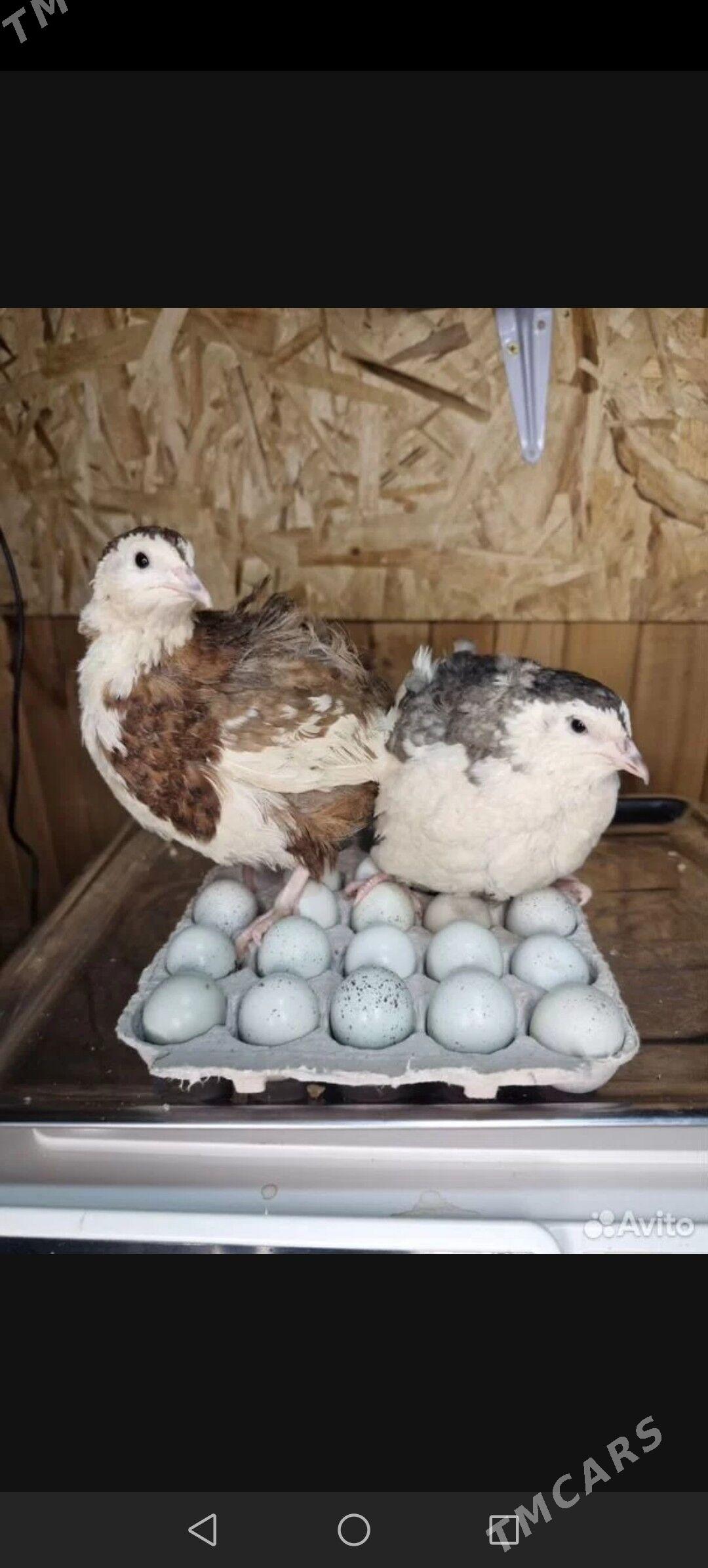 Bedene celadona - Howdan "B" - img 1