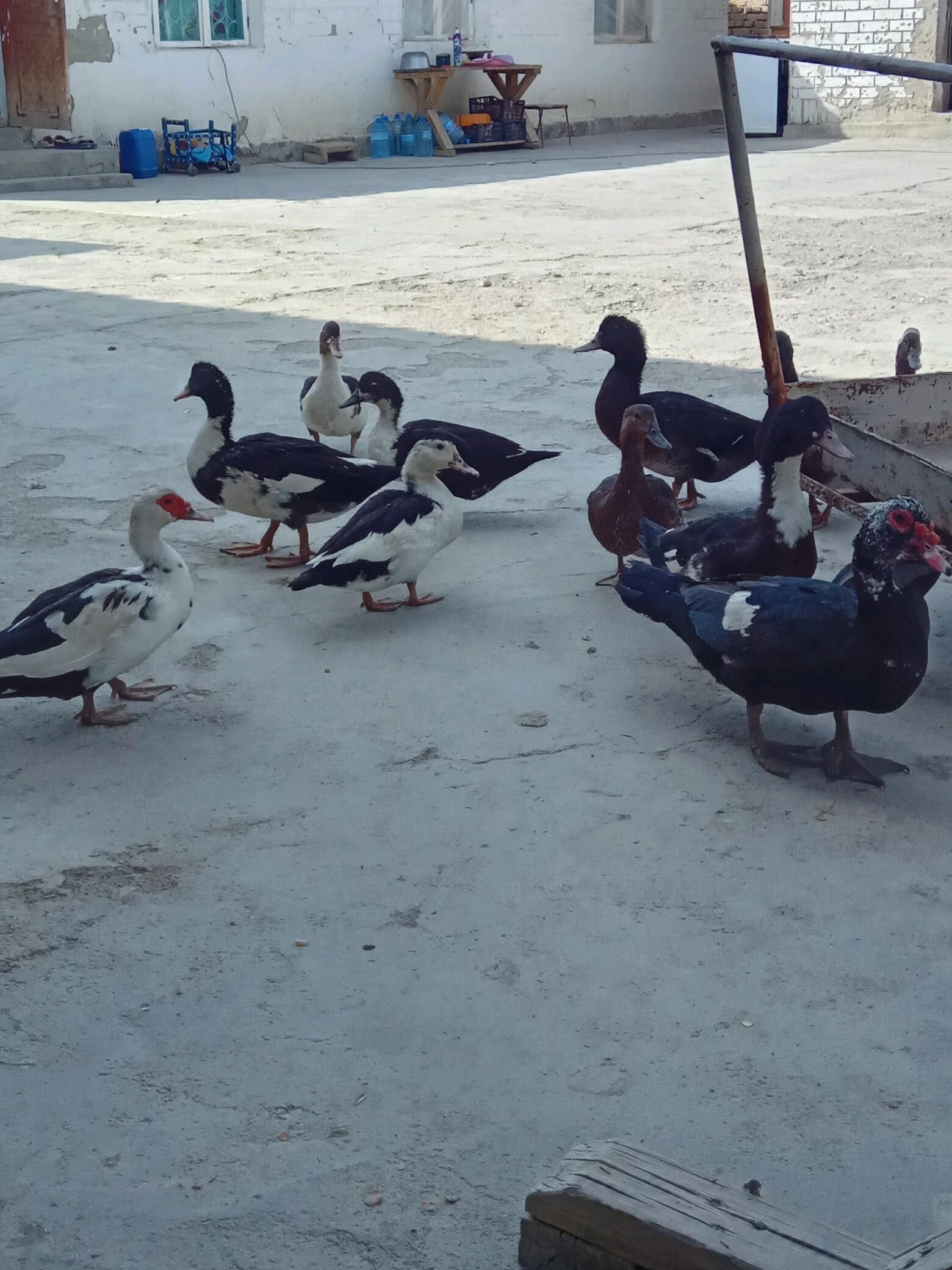 indewutga - Gökdepe - img 3