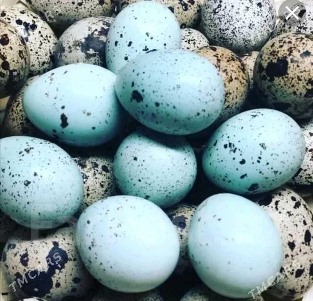 Bedene celadona - Howdan "B" - img 2