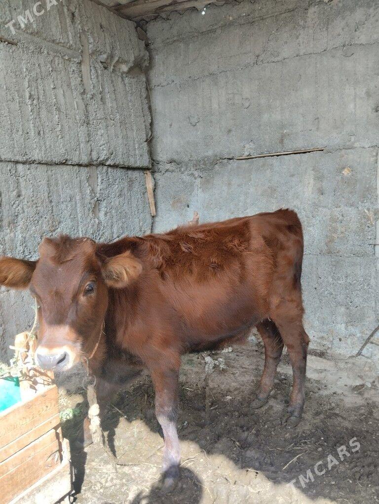 gole tuwe - Багир - img 2