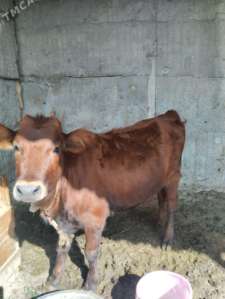 gole tuwe - Багир - img 3