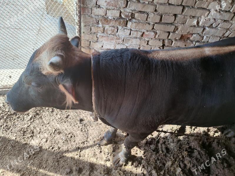 öküz - Теджен - img 2