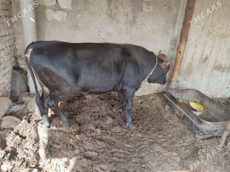 öküz - Теджен - img 3