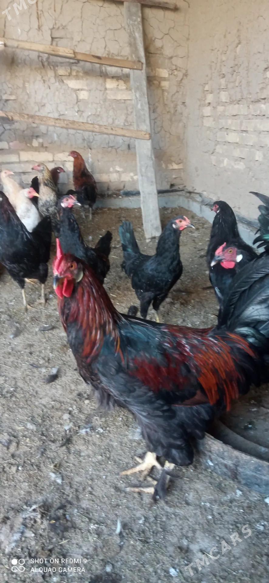 hHoraz towuk - Murgap - img 1