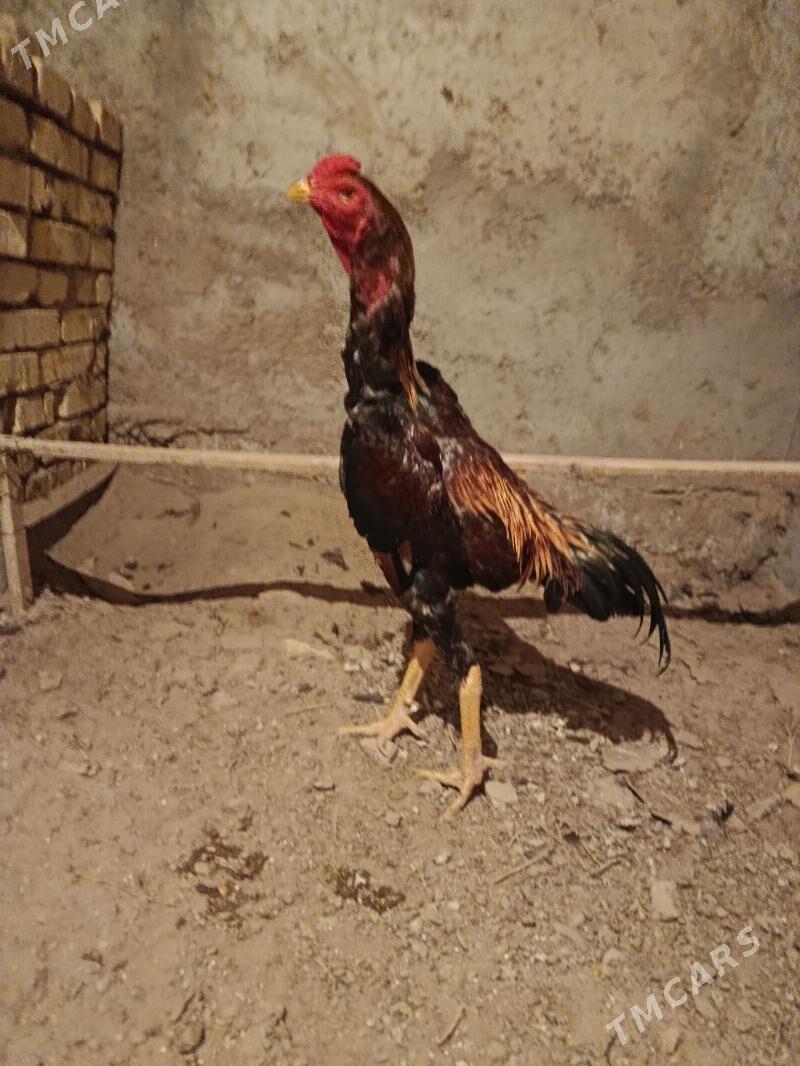 horaz - Шабатский этрап - img 2