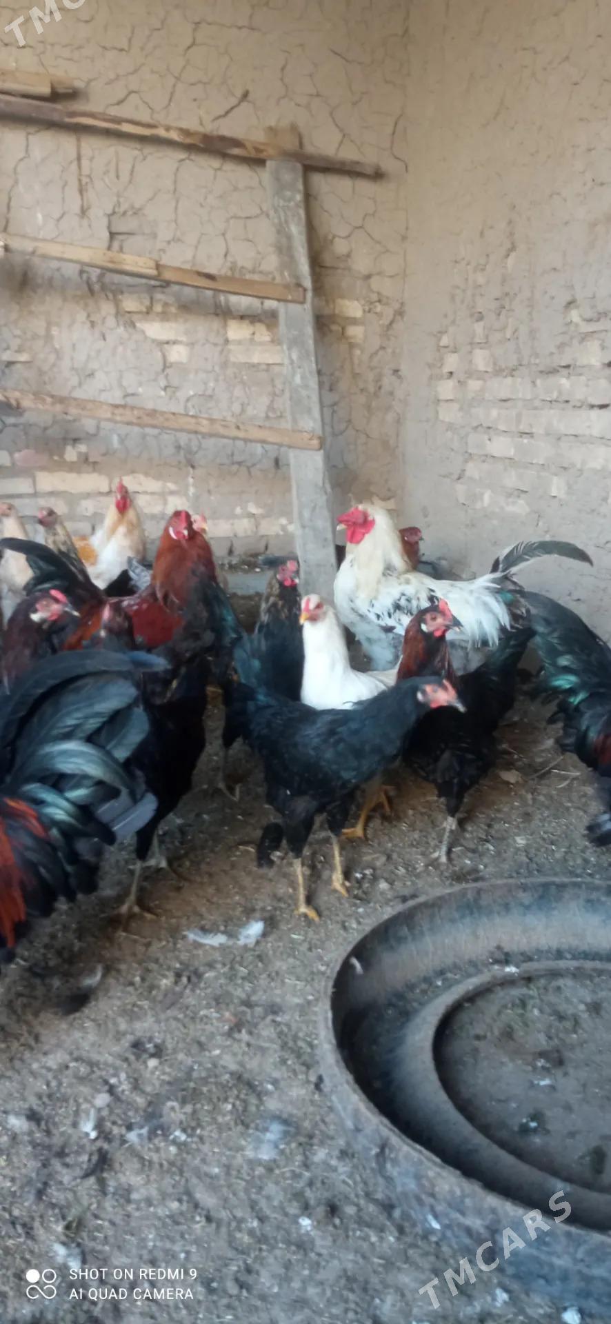 hHoraz towuk - Murgap - img 2