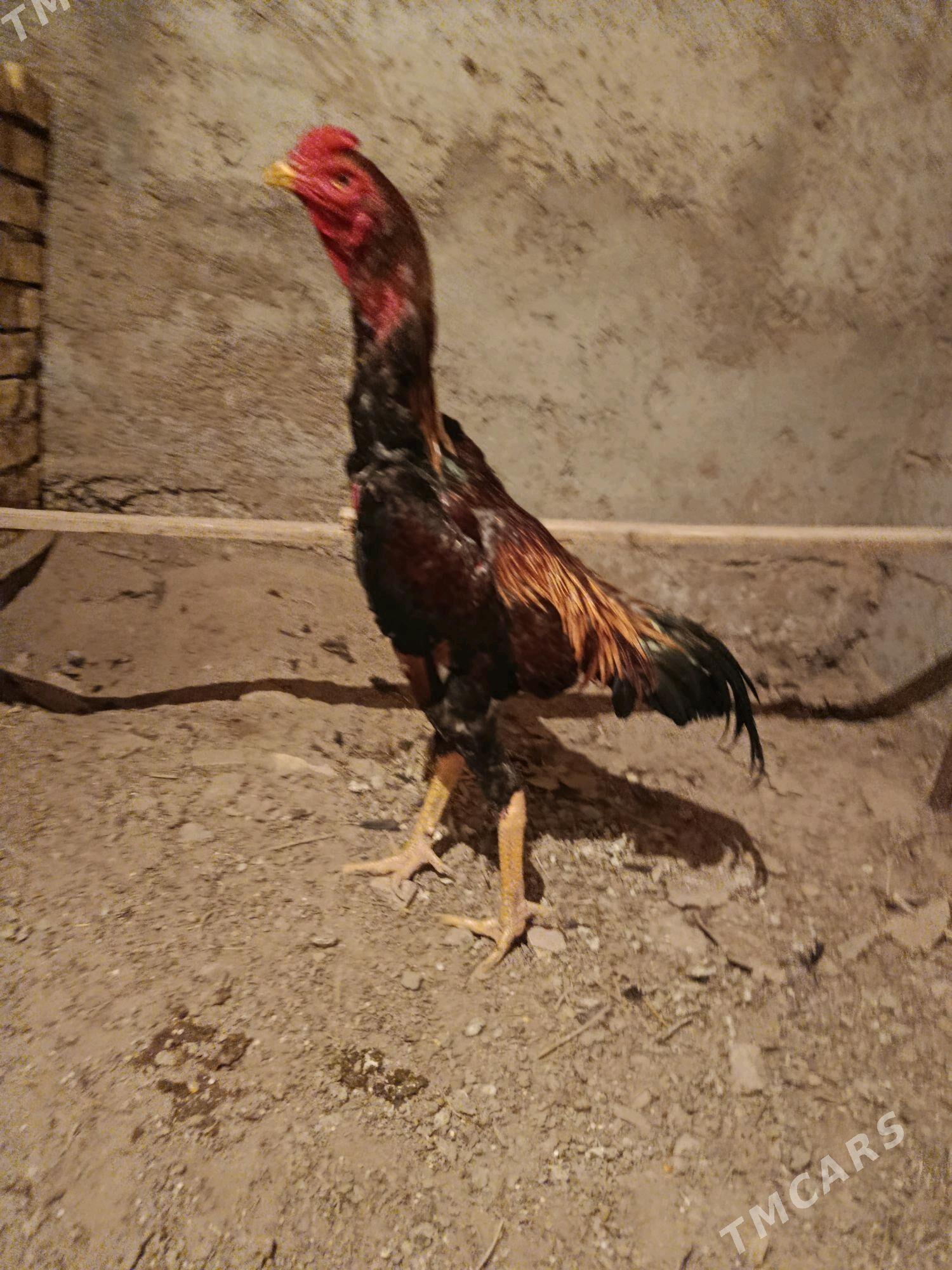 horaz - Шабатский этрап - img 4