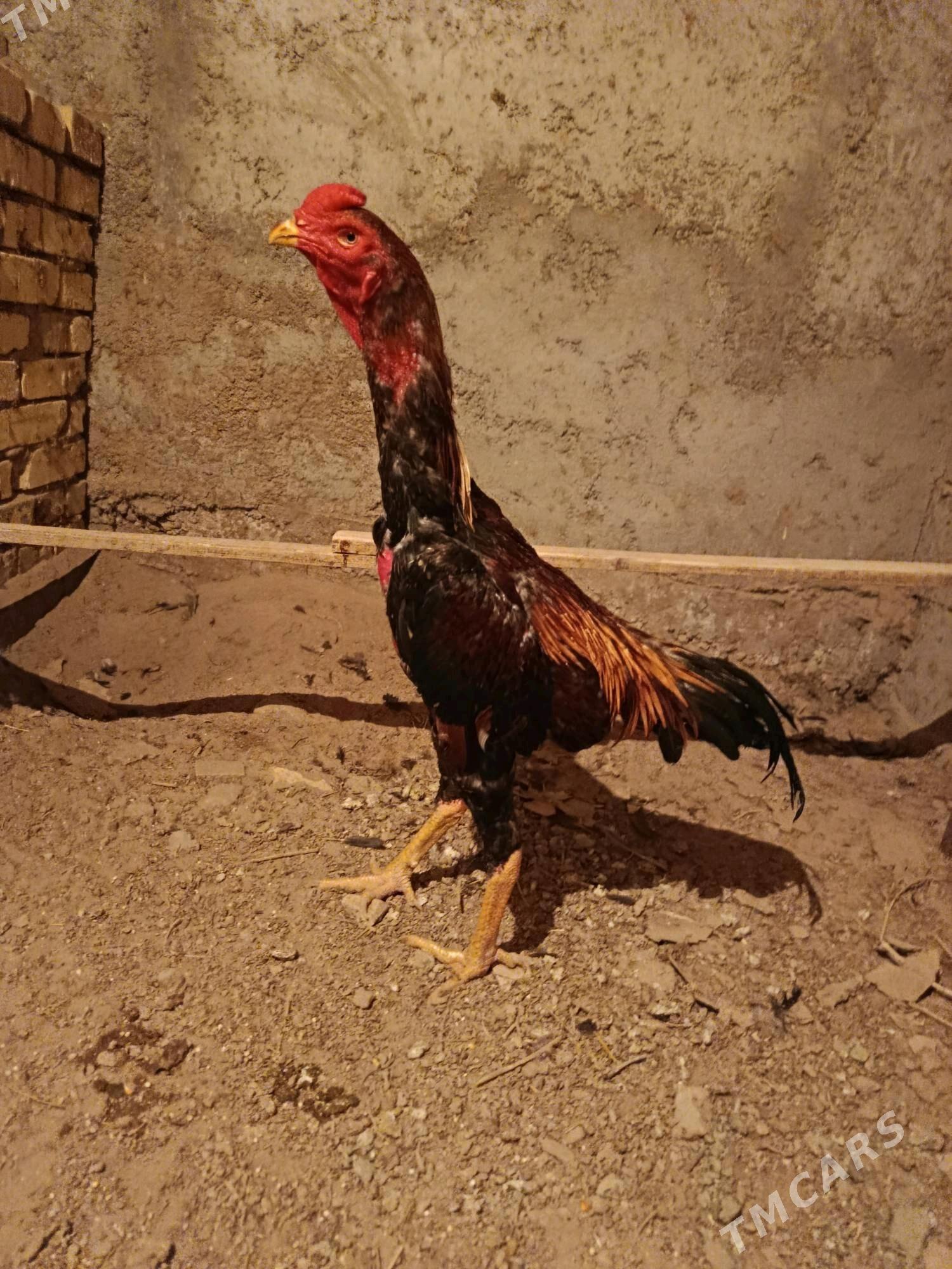 horaz - Шабатский этрап - img 3