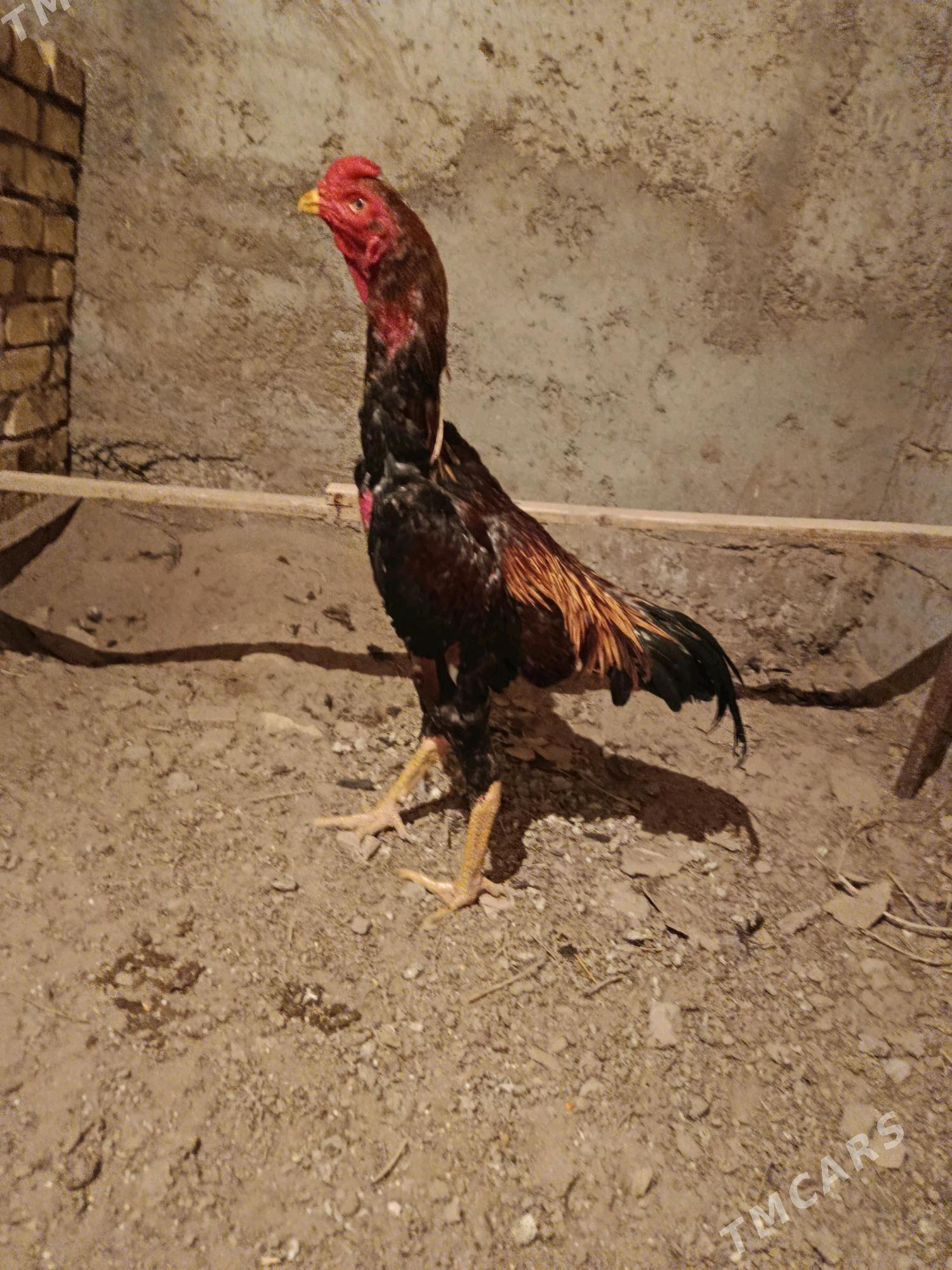 horaz - Шабатский этрап - img 5