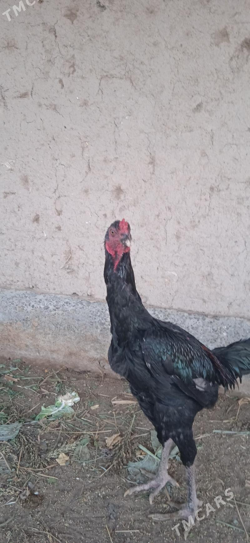 Paroda horaz - Шабатский этрап - img 1