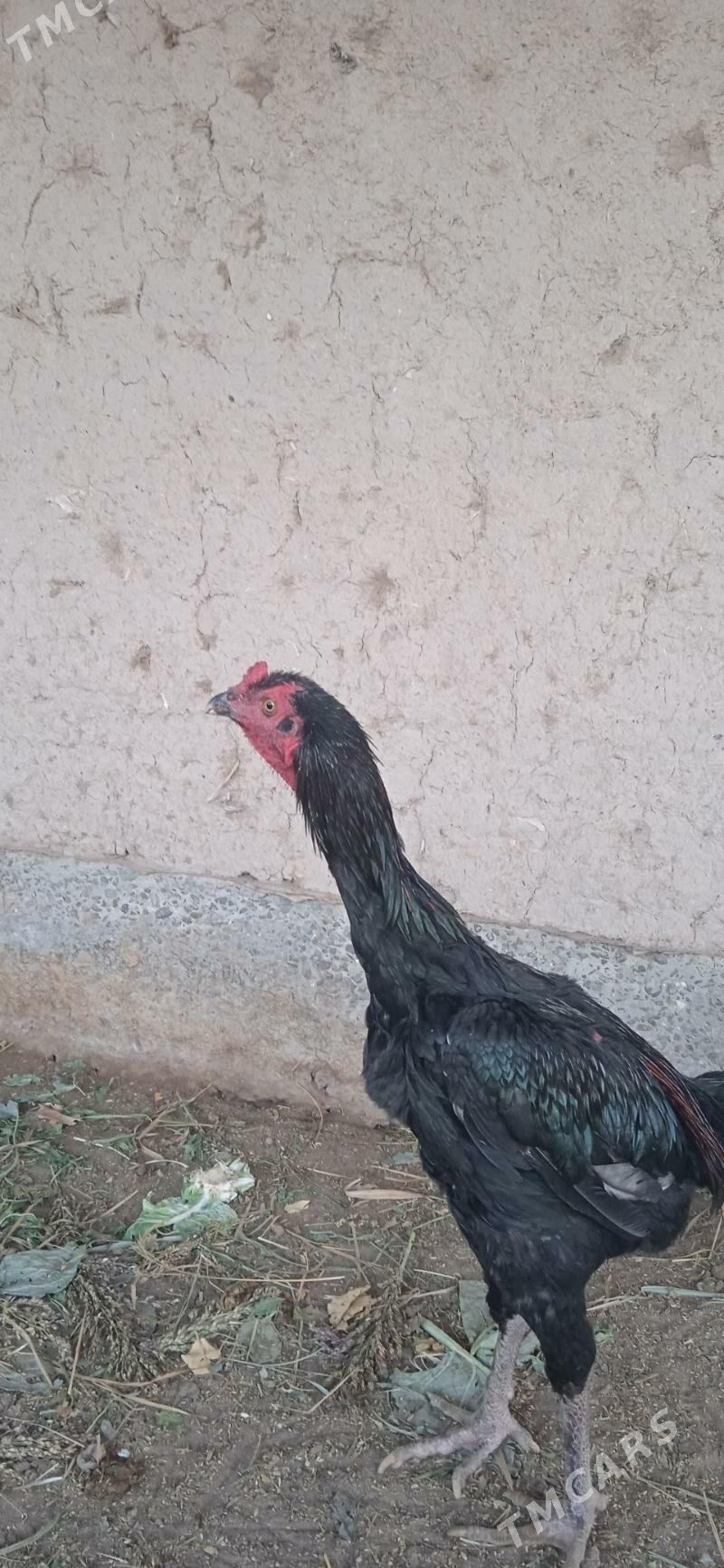 Paroda horaz - Шабатский этрап - img 2