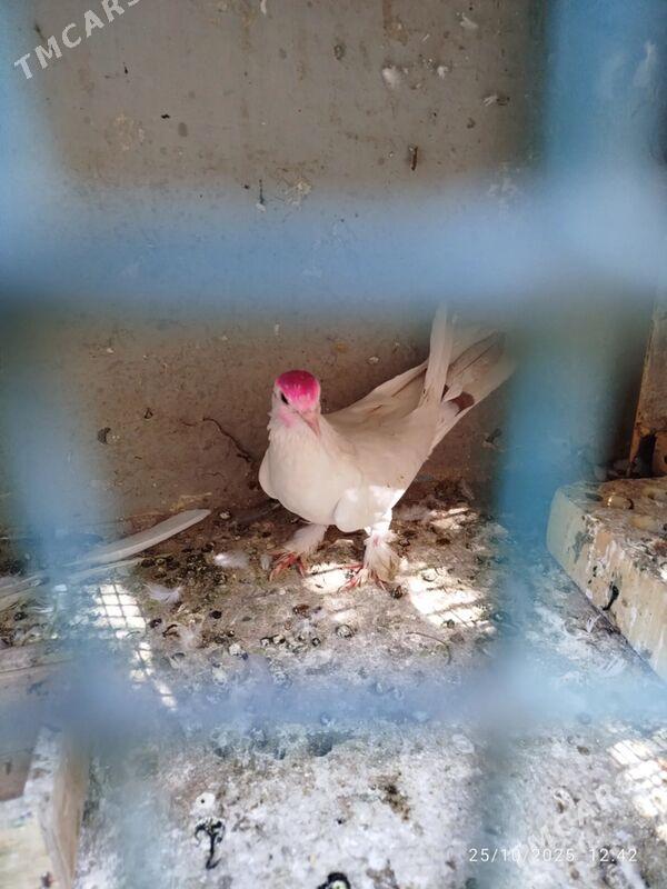 KEPDERI - Aşgabat - img 2