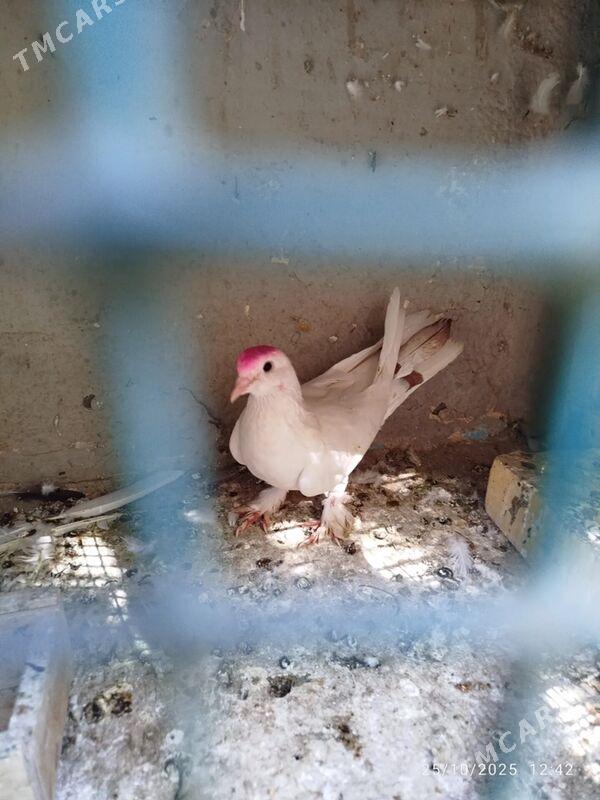 KEPDERI - Ашхабад - img 1